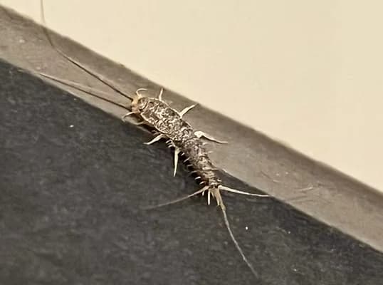 Foto av skjeggkre på mørk list, med spraglete kropp og lange antenner